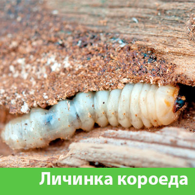 Уничтожение личинок короеда в Кирове