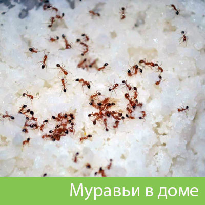 Муравьи в доме в Кирове