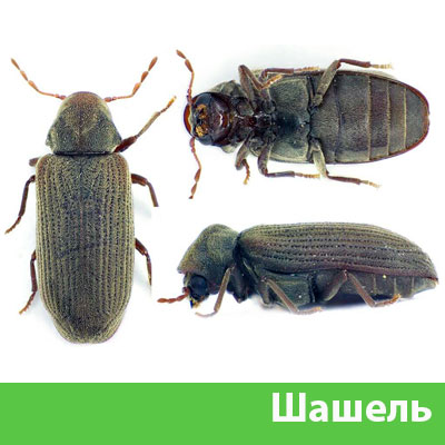 Обработка от шашеля в городе Киров